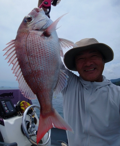 マダイの釣果