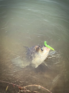 ヘラブナの釣果