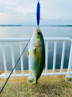 ツバスの釣果