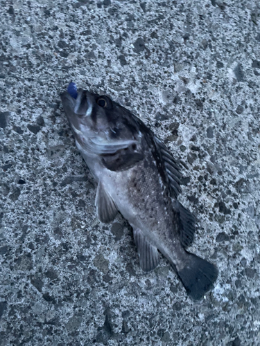 クロソイの釣果