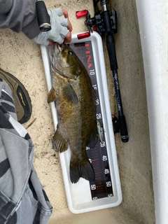 スモールマウスバスの釣果