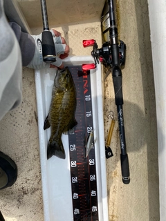スモールマウスバスの釣果