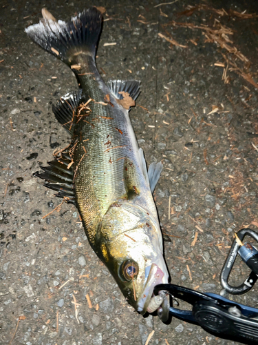 シーバスの釣果