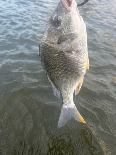 キビレの釣果