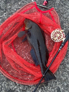 アブラコの釣果