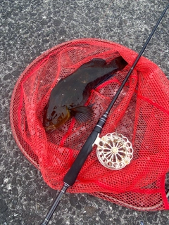 アブラコの釣果