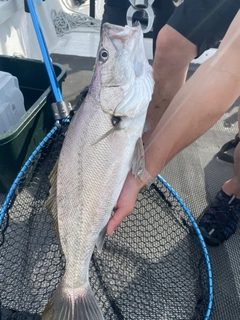 オオニベの釣果