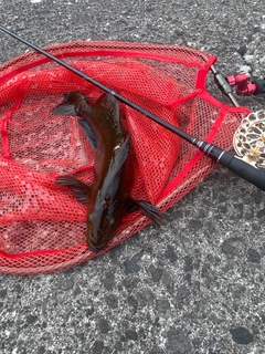 アブラコの釣果