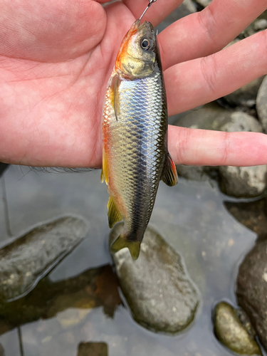 カワムツの釣果