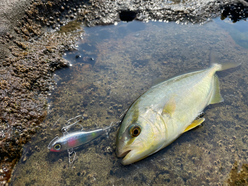 ショゴの釣果