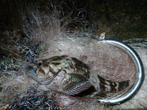 ムラソイの釣果