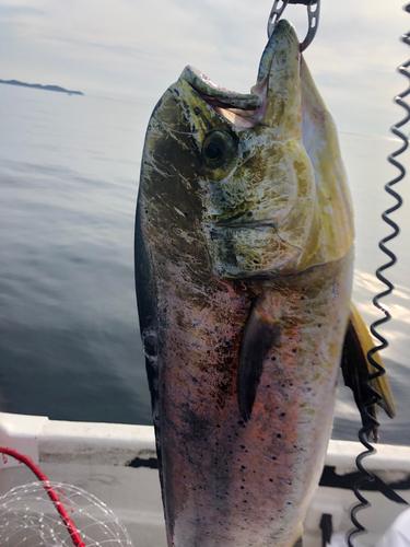 シイラの釣果