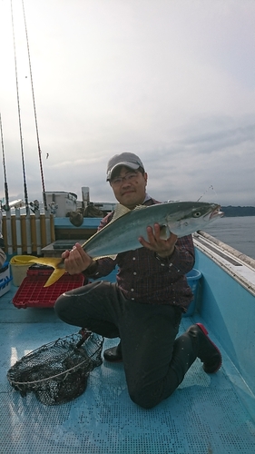 ハマチの釣果