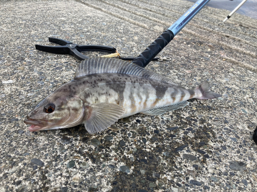 ホッケの釣果