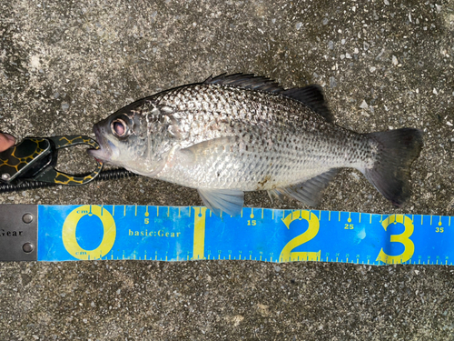 オオクチユゴイの釣果