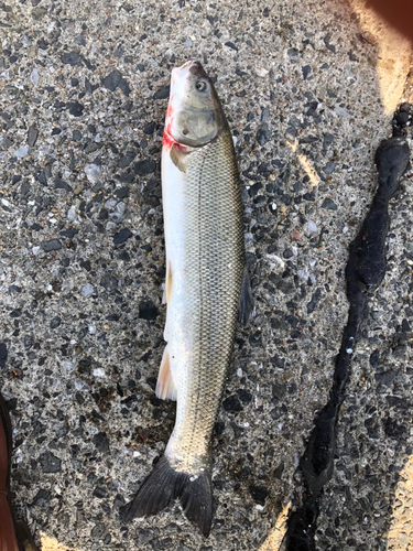 マルタウグイの釣果