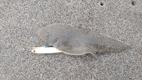 シタビラメの釣果