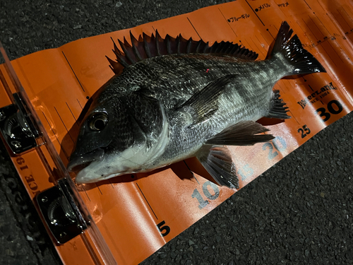 クロダイの釣果