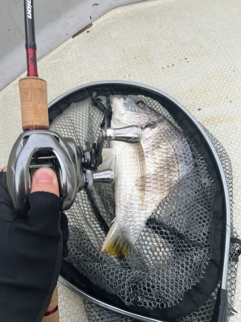 淀川釣り部リーダーさんの釣果 2枚目の画像