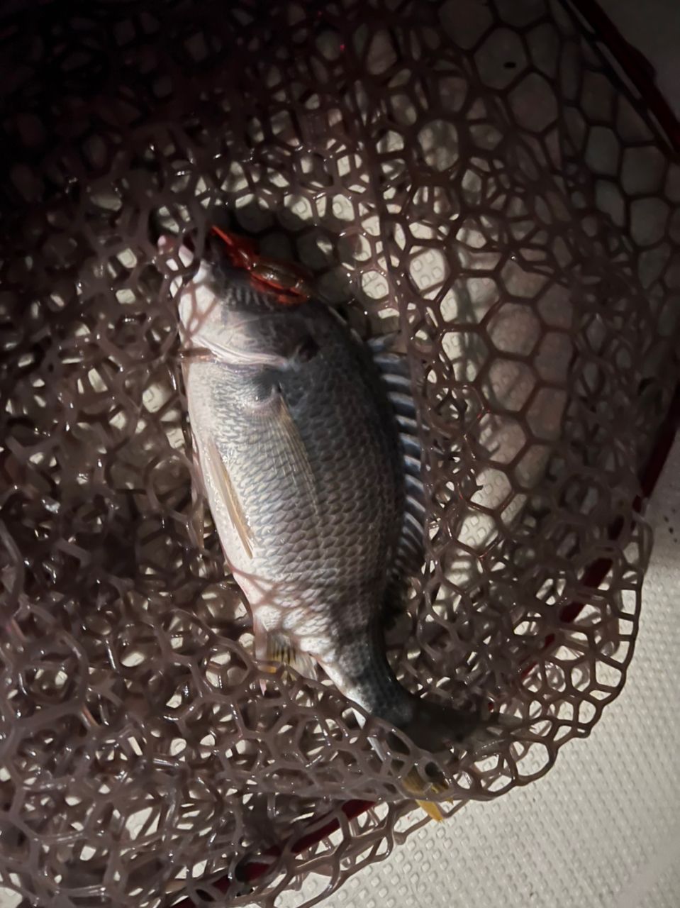 淀川釣り部リーダーさんの釣果 3枚目の画像