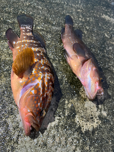 キジハタの釣果