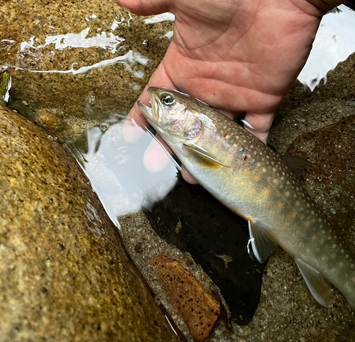 イワナの釣果