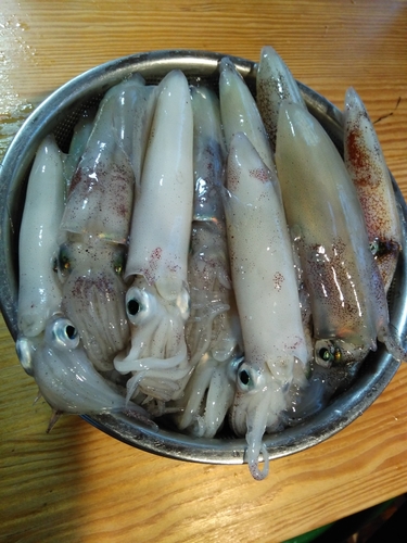 マメイカの釣果