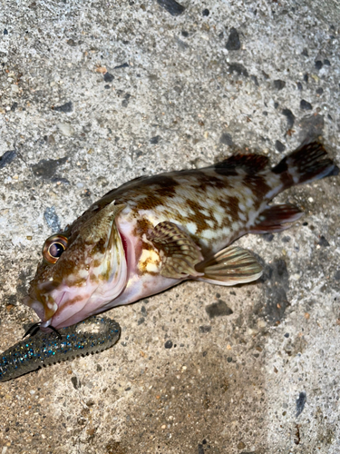 カサゴの釣果