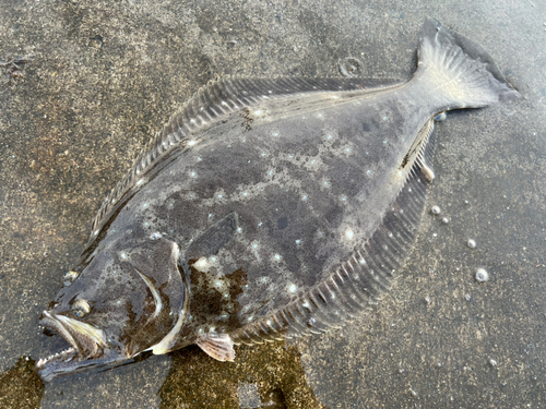 ヒラメの釣果