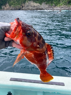 アカハタの釣果