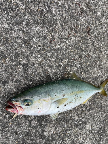 ツバスの釣果