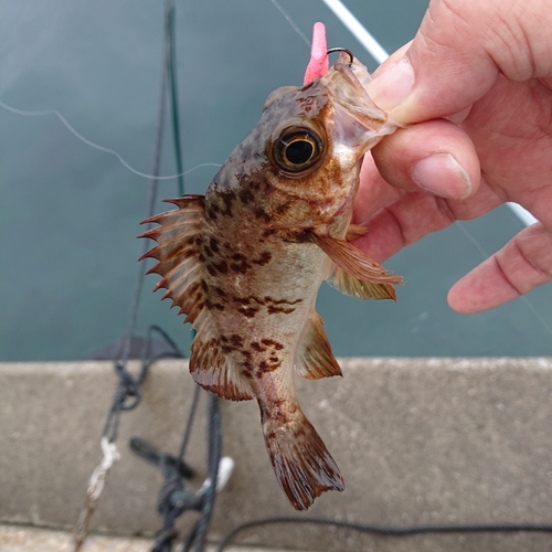 メバルの釣果