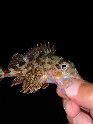 ガシラの釣果