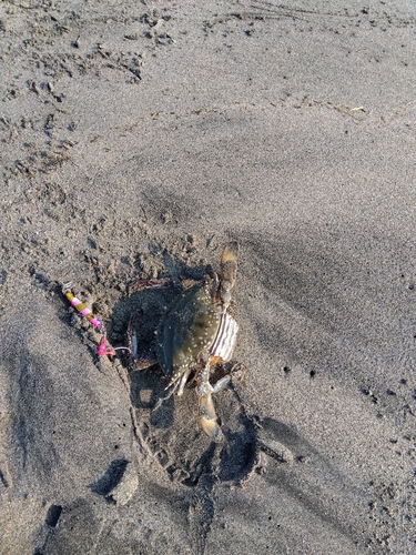 カニの釣果