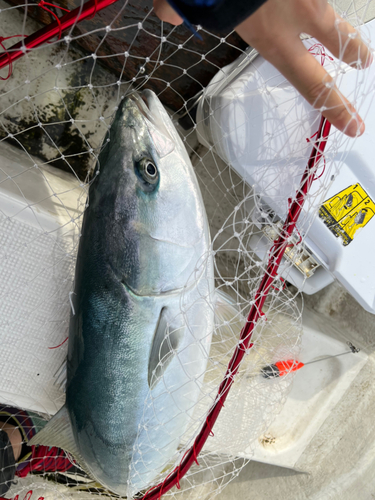 ブリの釣果