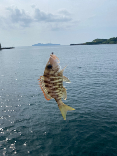 キスの釣果