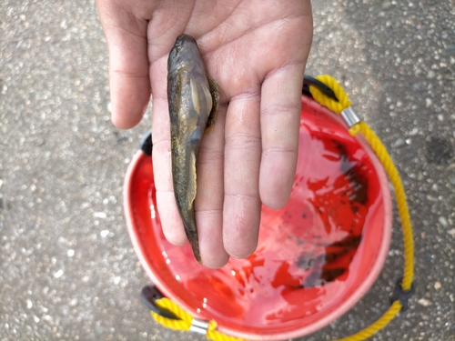 カジカの釣果