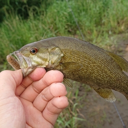 スモールマウスバス