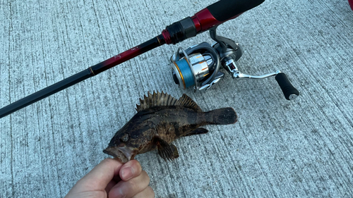 タケノコメバルの釣果