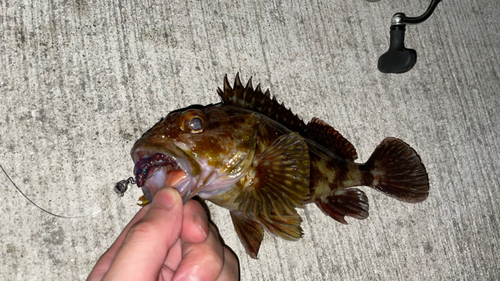 カサゴの釣果