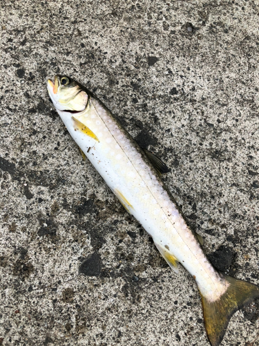 アメマスの釣果