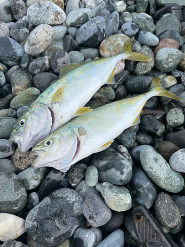 ワカシの釣果