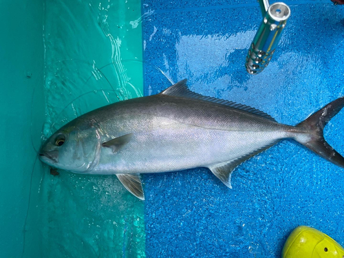 カンパチの釣果