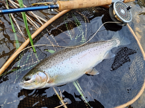 ニジマスの釣果