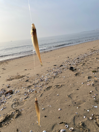 シロギスの釣果