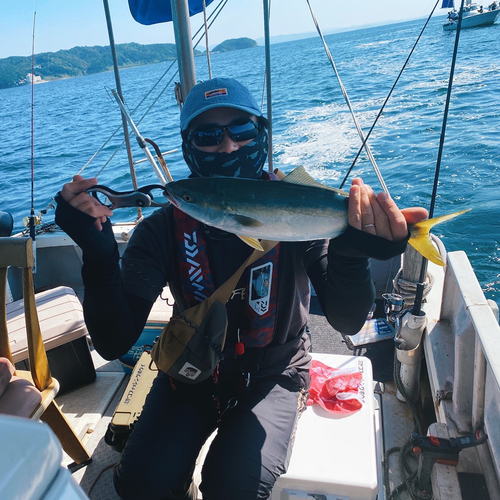 ハマチの釣果