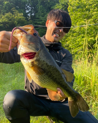 ブラックバスの釣果