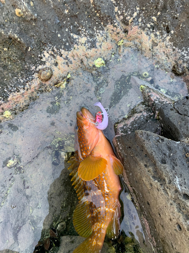 アコウの釣果