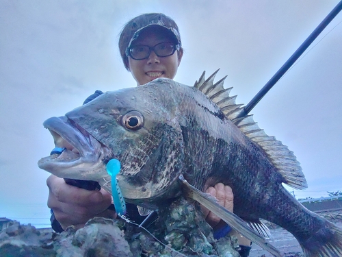 チヌの釣果