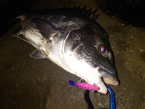 チヌの釣果